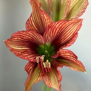 Hippeastrum APn6 -1 bulb.