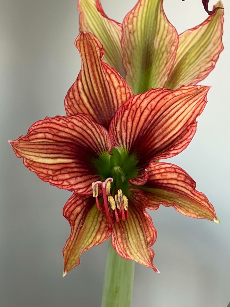 Hippeastrum APn6 -1 bulb.