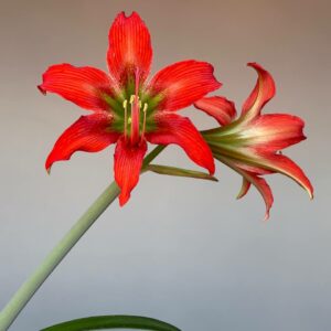 Hippeastrum ANn1- 1 bulb.