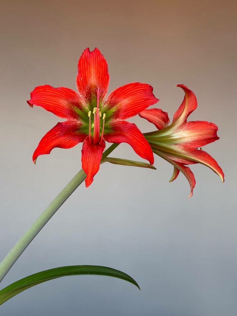 Hippeastrum ANn1- 1 bulb.