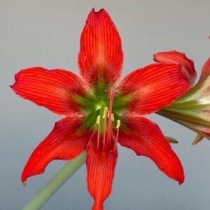 Alternative view of Hippeastrum ANn1- 1 bulb.