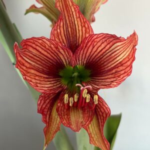 Alternative view of Hippeastrum  AP- 6 x papilio 5 seeds.