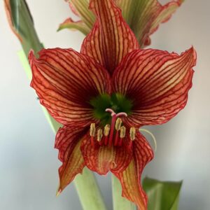 Hippeastrum APn6 -1 bulb.