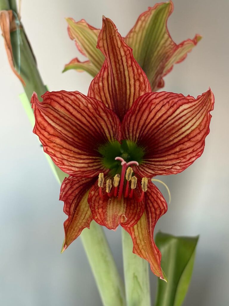 Hippeastrum APn6 -1 bulb.