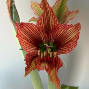 Hippeastrum AP- 6 x papilio 5 seeds.