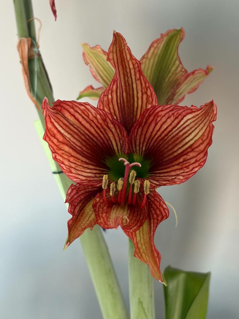Hippeastrum  AP- 6 x papilio 5 seeds.