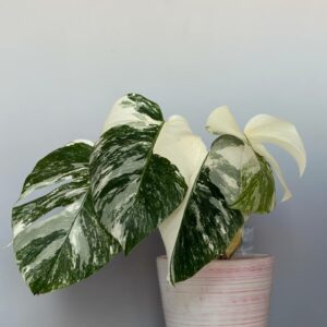 Monstera Variegated deliziosa Albo! PLANT n1