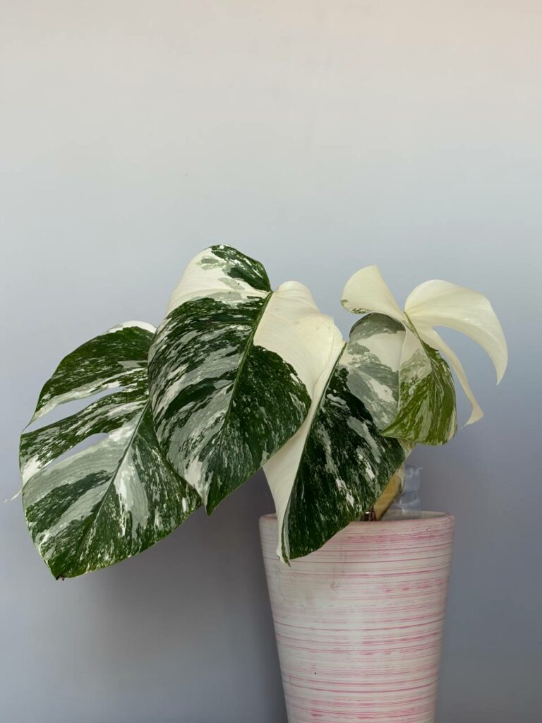 Monstera Variegated deliziosa Albo! PLANT n1