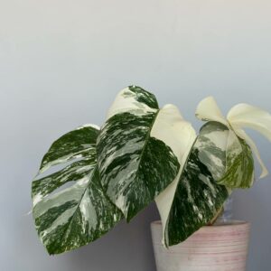 Alternative view of Monstera Variegated deliziosa Albo! PLANT n1