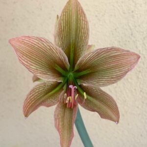 Hippeastrum 'Caramello'- 1 bulb.