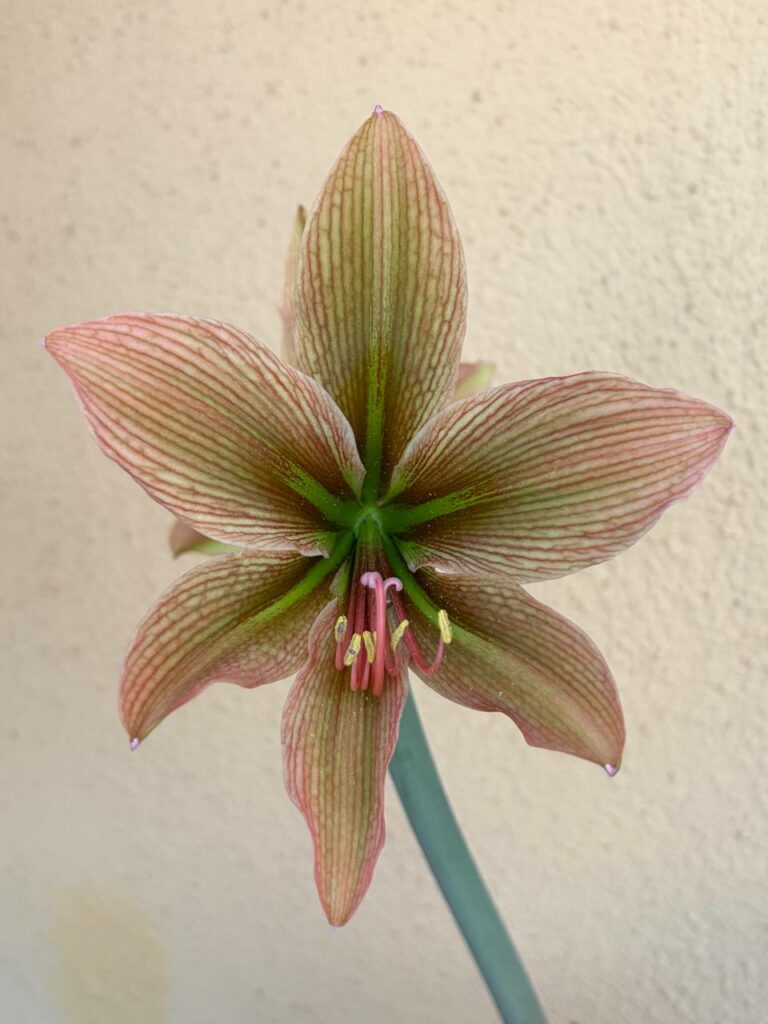 Hippeastrum 'Caramello'- 1 bulb.