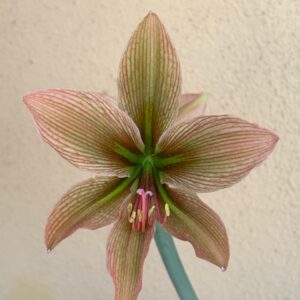 Alternative view of Hippeastrum 'Caramello'- 1 bulb.