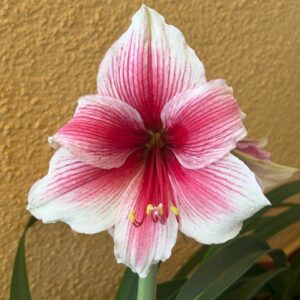 Alternative view of Hippeastrum Pink Beauty X sonatini red/ black variegated - 10 seeds.