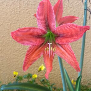 Alternative view of Hippeastrum Aulicum x Tennuo No May n2 - Variegated -1 bulb.