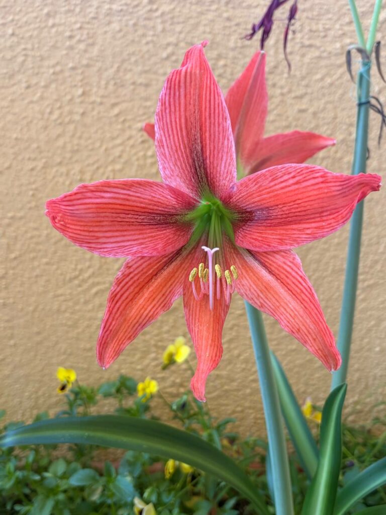 Hippeastrum Aulicum x Tennuo No May n2 - Variegated -1 bulb.