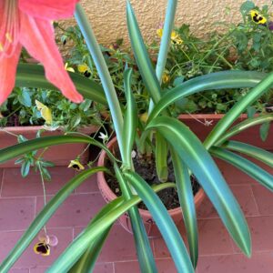 Hippeastrum Aulicum x Tennuo No May n2 - Variegated -1 bulb.