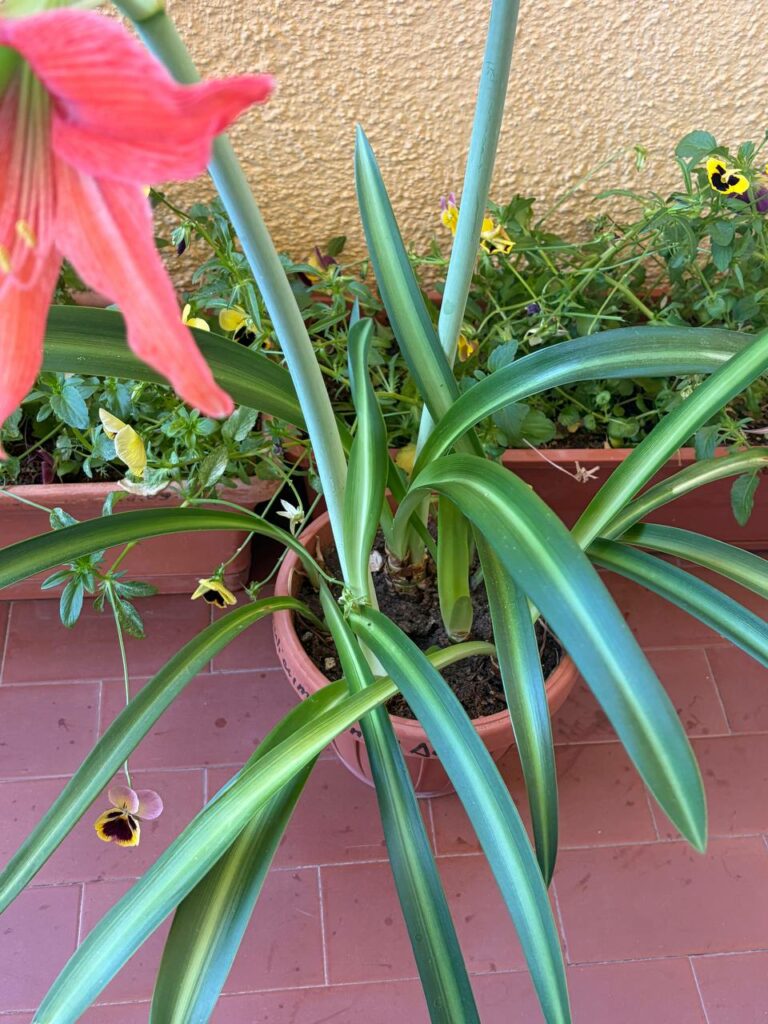 Hippeastrum Aulicum x Tennuo No May n2 - Variegated -1 bulb.