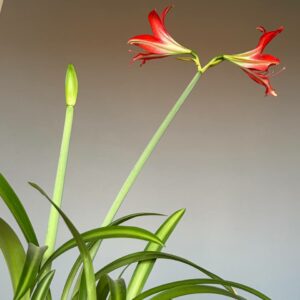 Hippeastrum Aulicum x Tennuo No May n1 - Variegated -1 bulb.