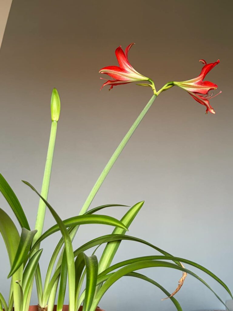 Hippeastrum Aulicum x Tennuo No May n1 - Variegated -1 bulb.