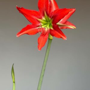Alternative view of Hippeastrum Aulicum x Tennuo No May n1 - Variegated -1 bulb.