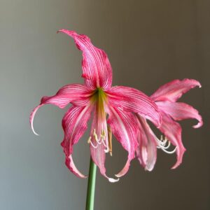 Alternative view of Hippeastrum KMPH n2 - 1 bulb.