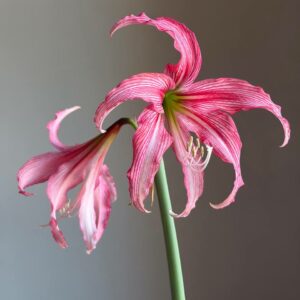 Hippeastrum KMPH n2 - 1 bulb.