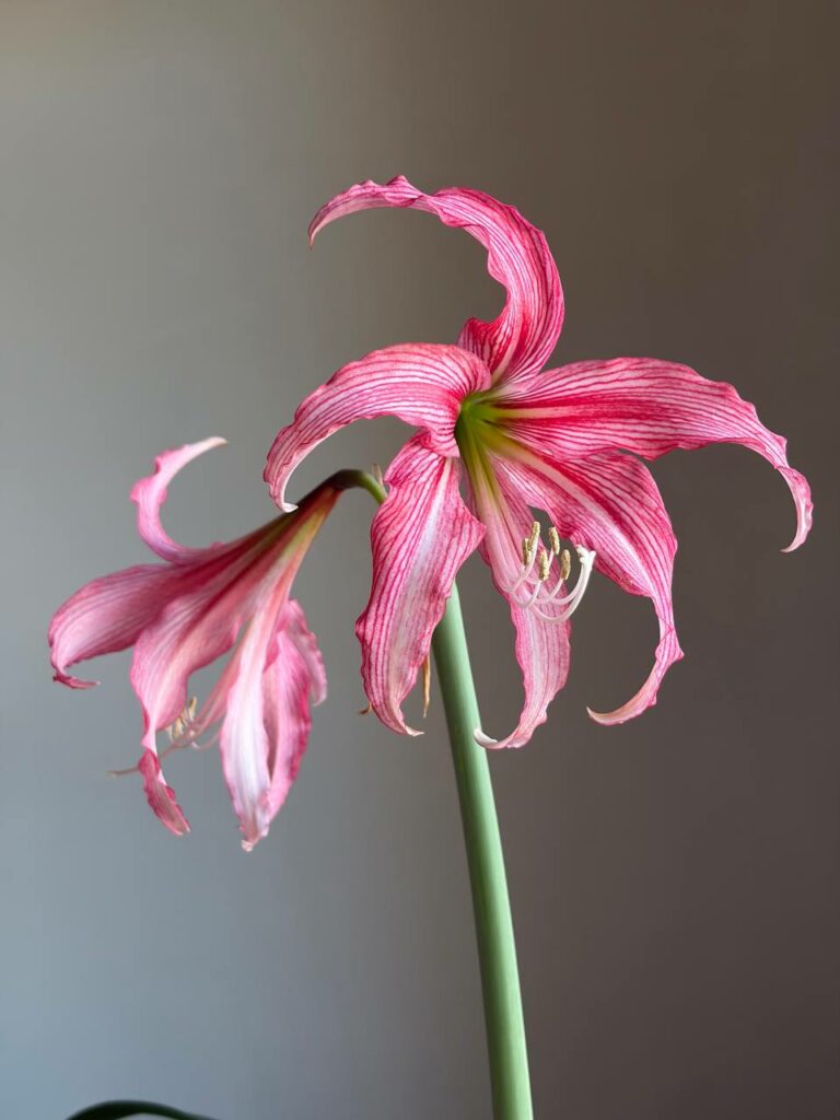 Hippeastrum KMPH n2 - 1 bulb.