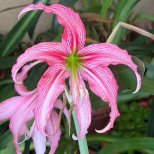 Hippeastrum KMPH n2 - 1 bulb.