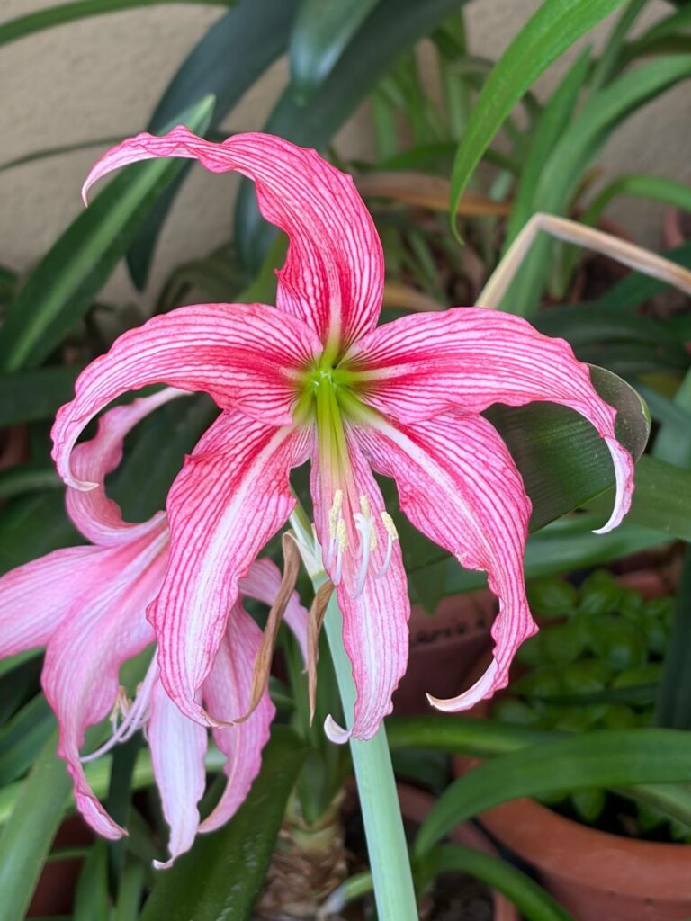 Hippeastrum KMPH n2 - 1 bulb.
