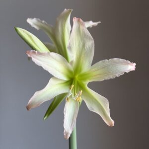 Alternative view of Hippeastrum ETNMn2 - 1 bulb.