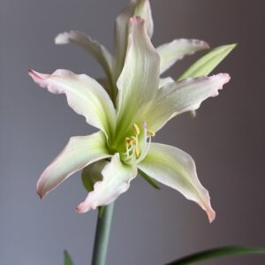 Hippeastrum ETNMn2 - 1 bulb.