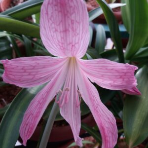 Alternative view of Hippeastrum Misty x Eusarcops Reticulata - 1 bulb 3cm Variegated leaves.