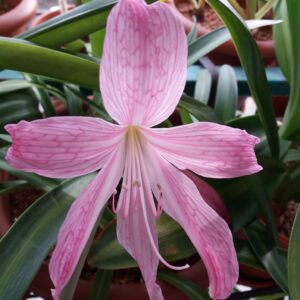 Hippeastrum Evansiarum x Eusarcops Reticulata - 1 bulb.