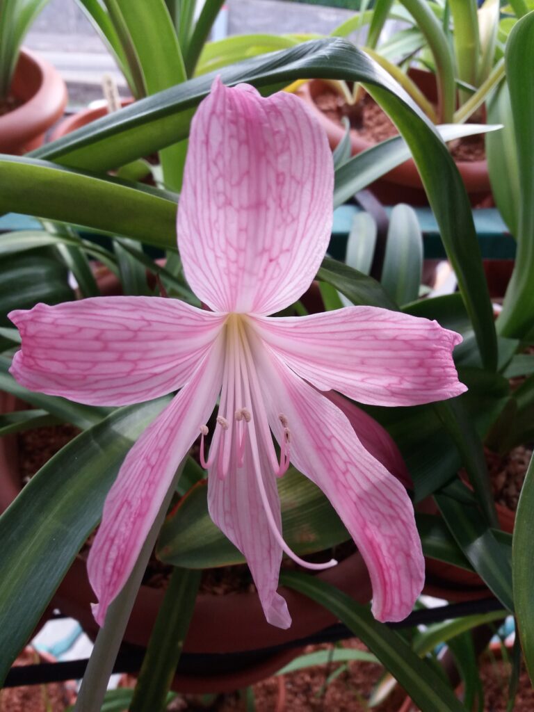 Hippeastrum Evansiarum x Eusarcops Reticulata - 1 bulb.
