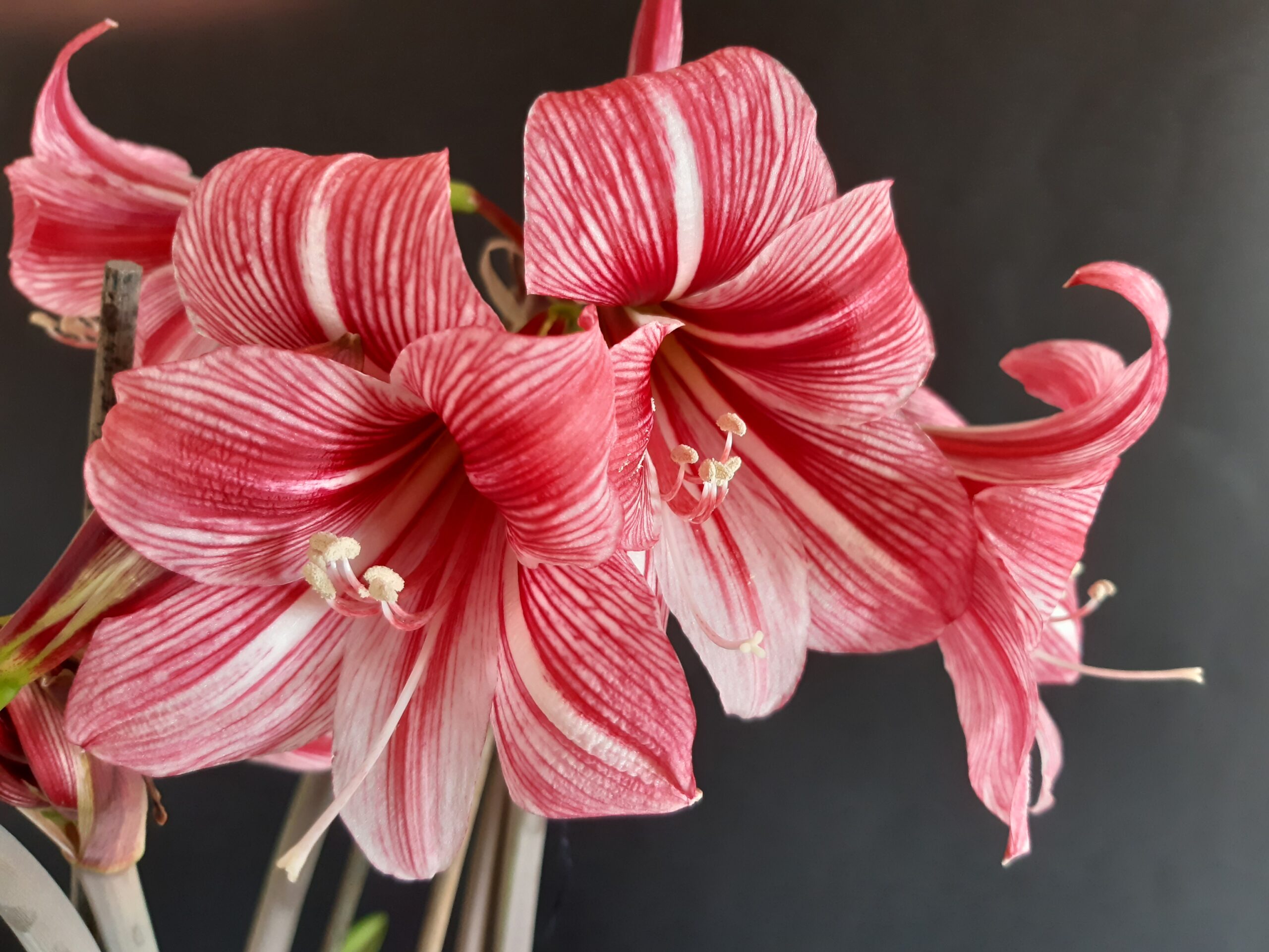 Hippeastrum hybrids MIX - 10 bulb about 2-3cm in Diameter MIX Seedlings - Image 14