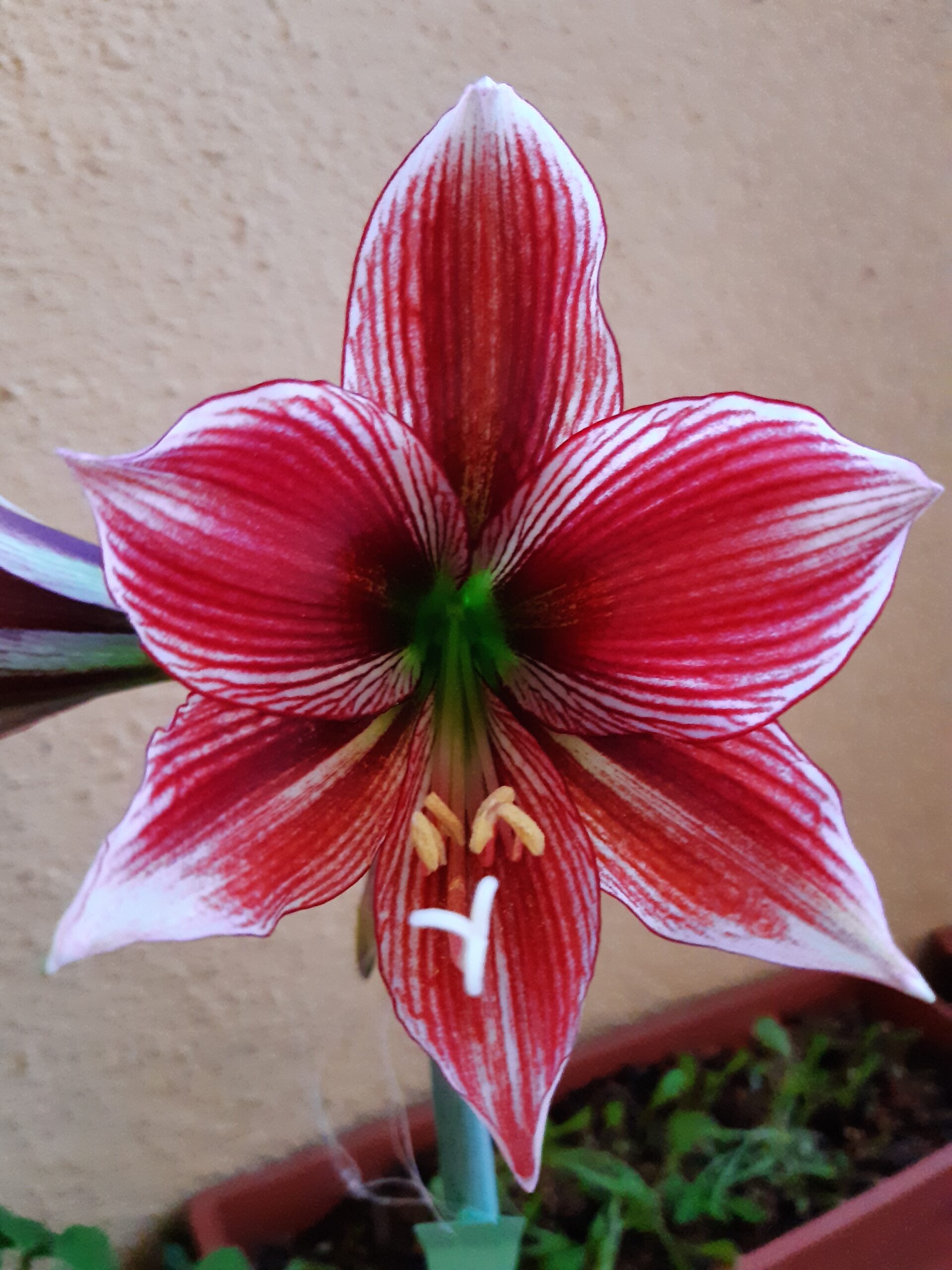 Hippeastrum hybrids MIX - 10 bulb about 2-3cm in Diameter MIX Seedlings - Image 15