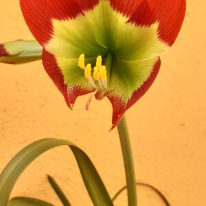 Alternative view of Hippeastrum mandonii 1 Bulb - hippeastrum Warszewiczianum