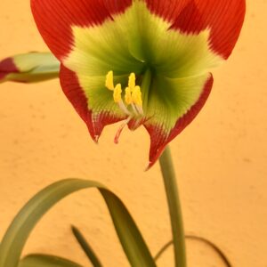 Alternative view of Hippeastrum EXOTIC STAR x mandonii - 1 bulb 2cm.