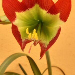 Hippeastrum mandonii 1 Bulb - hippeastrum Warszewiczianum