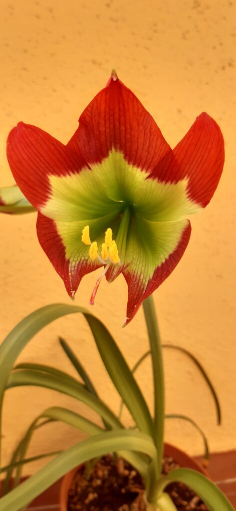 Hippeastrum mandonii 1 Bulb - hippeastrum Warszewiczianum