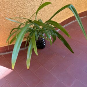 Hippeastrum Striatum 'Biritiba' 1 bulb.