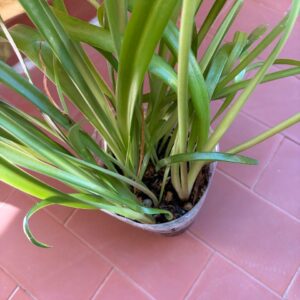 Alternative view of Hippeastrum Striatum 'Biritiba' 1 bulb.