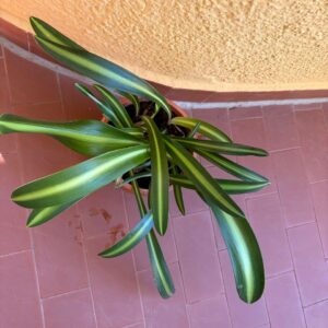 Alternative view of Hippeastrum Exotis Star x sonatini 1875 - 1 bulb variegated leaves.