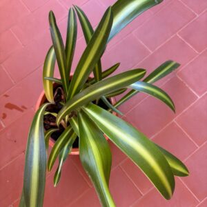 Hippeastrum Exotis Star  x sonatini 1875 - 1 bulb variegated leaves.
