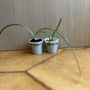 Alternative view of Hippeastrum harrisonii 1 bulb.