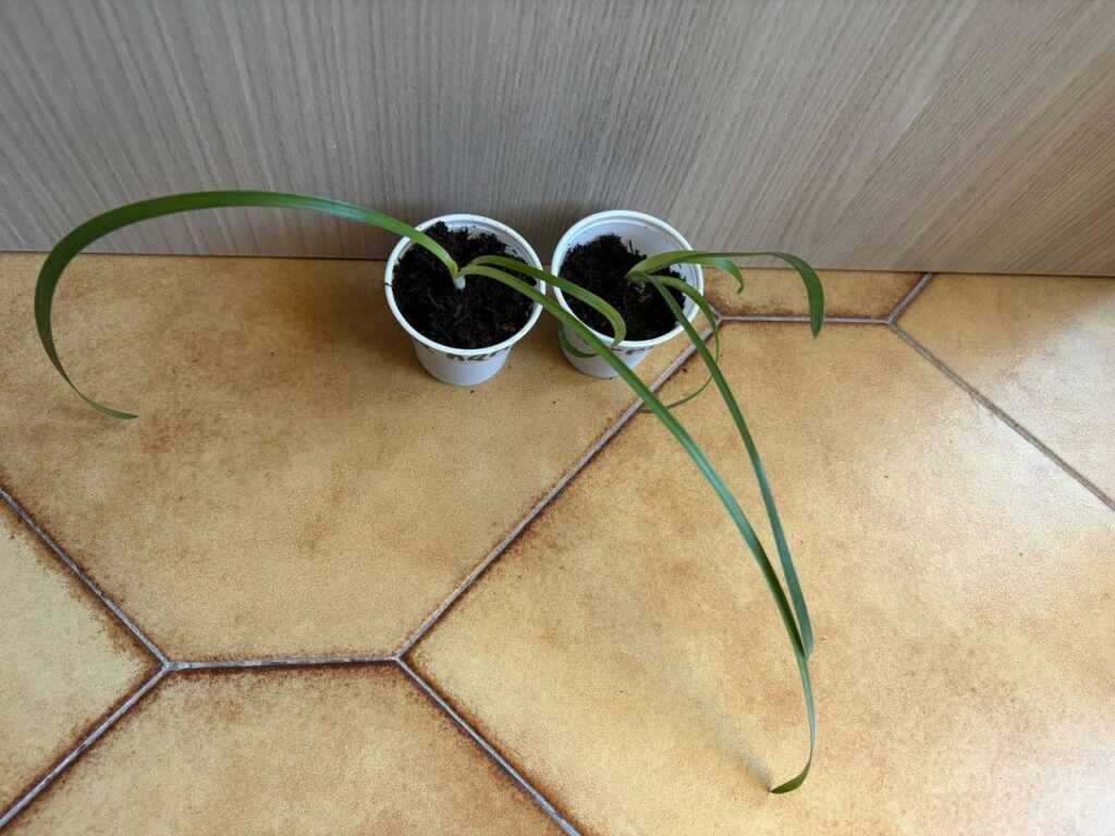 Hippeastrum harrisonii 1 bulb.