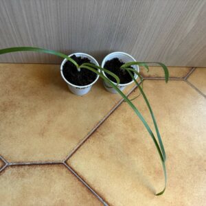 Hippeastrum harrisonii 1 bulb.