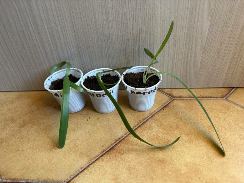 Hippeastrum parodii 1 bulb.
