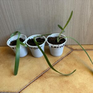 Hippeastrum parodii 1 bulb.
