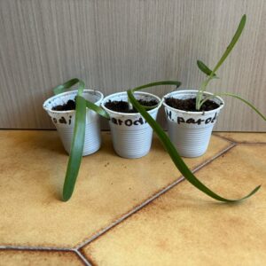 Alternative view of Hippeastrum parodii 1 bulb.